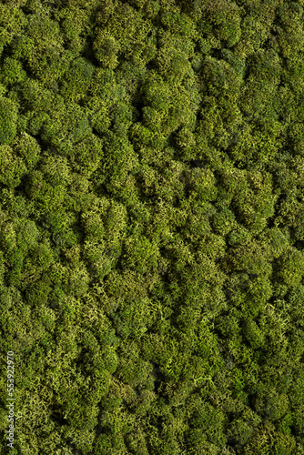 green moss background, nature texture