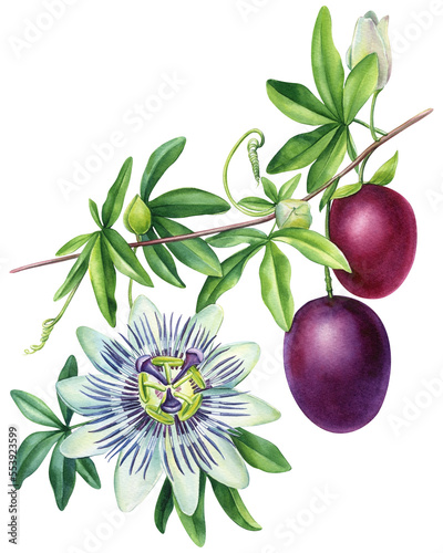 Obraz na plátně Passionfruit with leaves and flower, tropical fruit