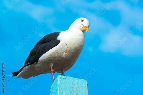 A Look Down  A white and grey Seagull perches on top of a wooden piling in Brookings  Oregon