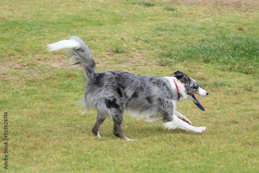 Hund spielt mit Frisbee