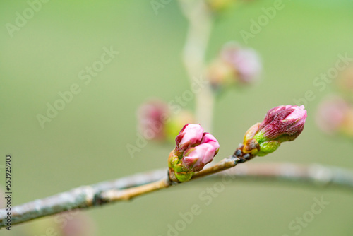 桜の蕾