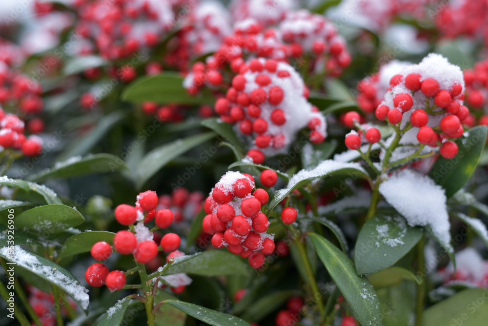 Bush with red berries in the snow
