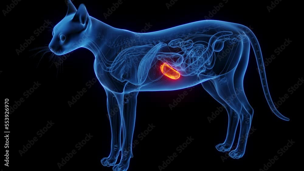 3D medical animation of the spleen of a cat 3D medical animation of the spleen of a cat