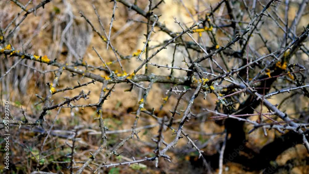 Beautiful branches in nature, autumn Beautiful branches in nature, autumn