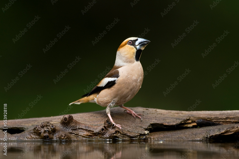 Fototapeta premium Appelvink, Hawfinch, Coccothraustes Coccothraustes