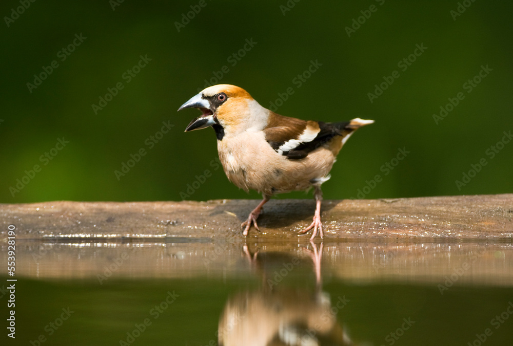 Fototapeta premium Appelvink, Hawfinch, Coccothraustes Coccothraustes
