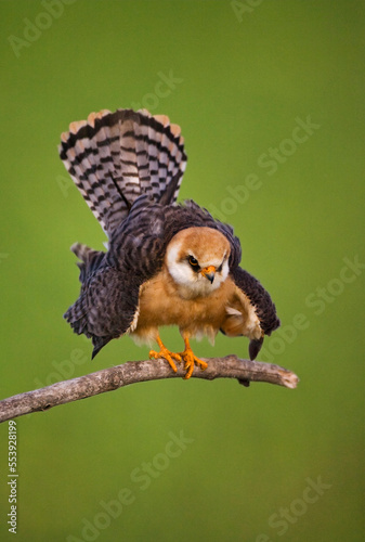 Roodpootvalk, Red-footed Falcon, Falco vespertinus photo