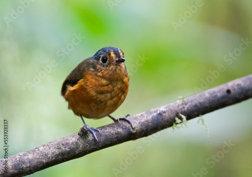 Grijskapdwergmierpitta, Slate-crowned Antpitta, Grallaricula nana photo