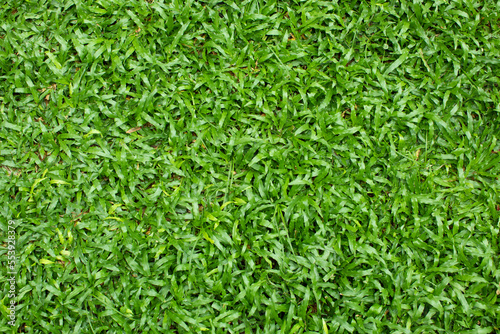 Green grass background, top view of bright grass garden, concept used for making green backdrop, lawn for soccer field.