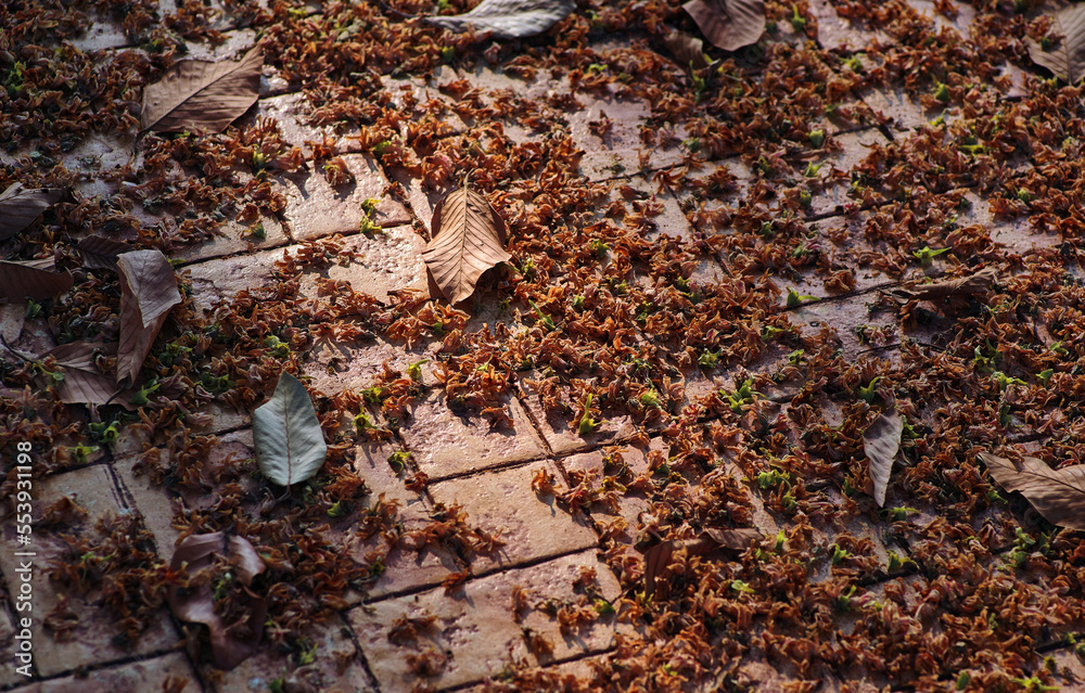 Dry flowers and leaves on the tile floor Dry flowers and leaves on the tile floor