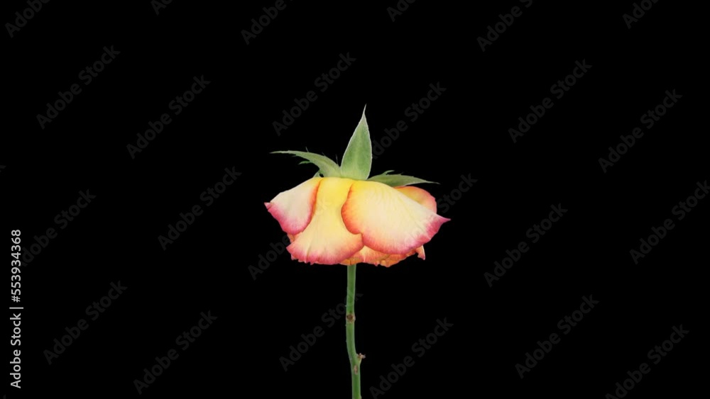Time lapse of dying orange-yellow Birdy rose in PNG+ format with ALPHA transparency channel isolated on black background
Time lapse of dying orange-yellow Birdy rose in PNG+ format with ALPHA transparency channel isolated on black background
