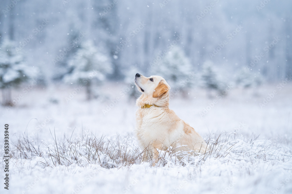 Golden Retriever Hund seitlich sitzend im Schnee 