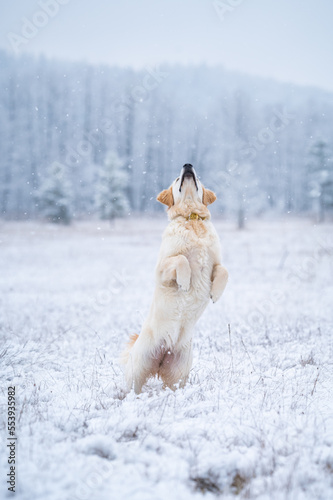 Golden Retriever Hund springt im Schnee