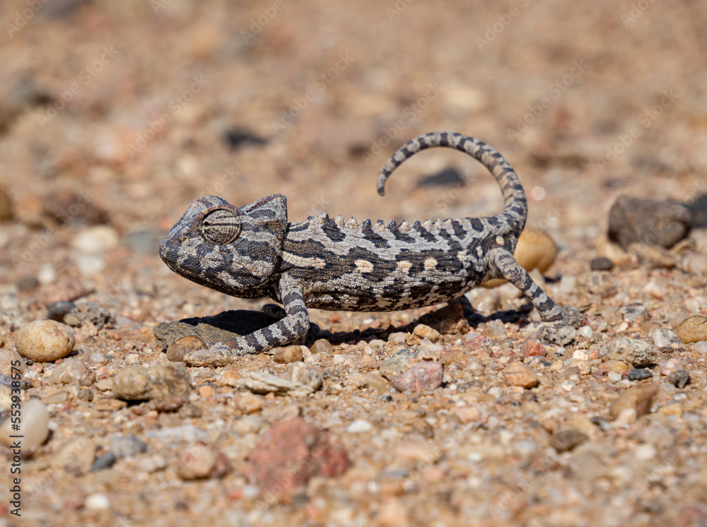 Africa, Namibia, Namaqua chameleon in namib desert, close up Africa, Namibia, Namaqua chameleon in namib desert, close up