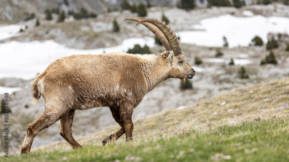 Portrait of an ibex with beautiful horns in the Vercors, France