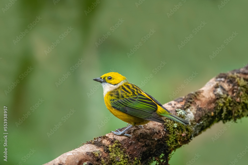 Fototapeta premium On a tree branch , Silver-throated tanager