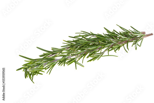rosemary branch isolated