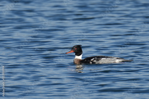 red breasted merganser in a sea