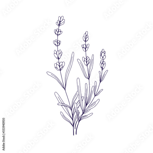 Lavenders  outlined lavanda flowers. French Provence lavendars drawing in vintage style. Etched field lavandula plant. Botanical floral hand-drawn vector illustration isolated on white background