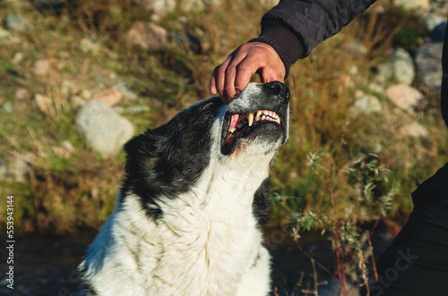 A man teasing and playing with a dog in a meadow