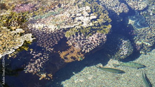 Coral world, Underwater Observatory in Eilat. Red sea colorful corals photo