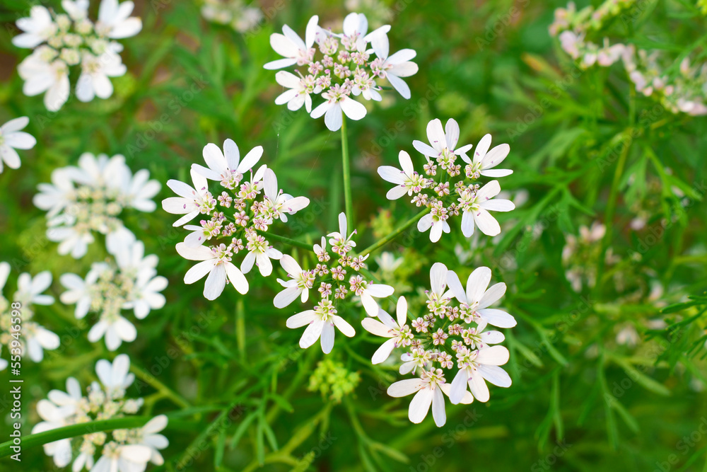 Coriander Blossoming Flowers in the garden, Organic Coriander white Flowers plant in summer time Coriander Blossoming Flowers in the garden, Organic Coriander white Flowers plant in summer time