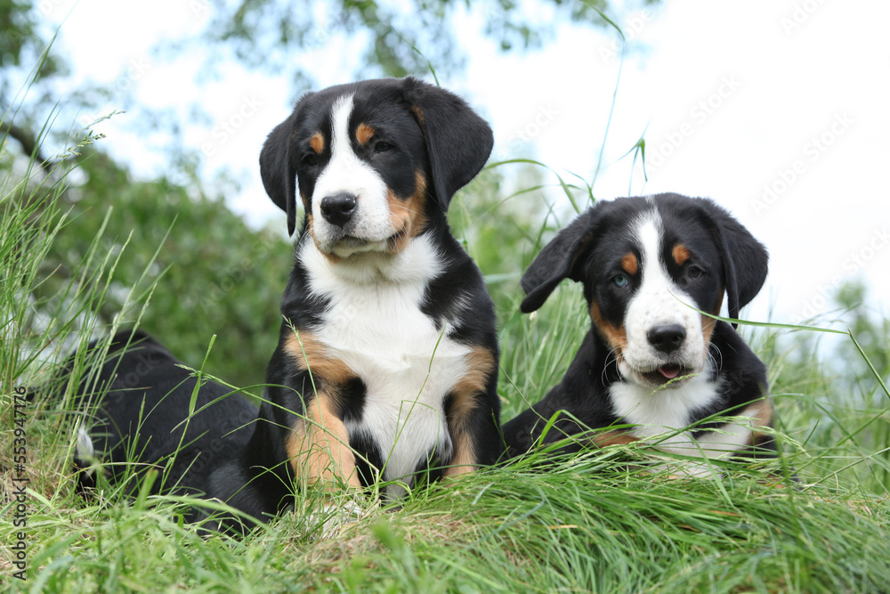 Puppies of Greater Swiss Mountain Dog