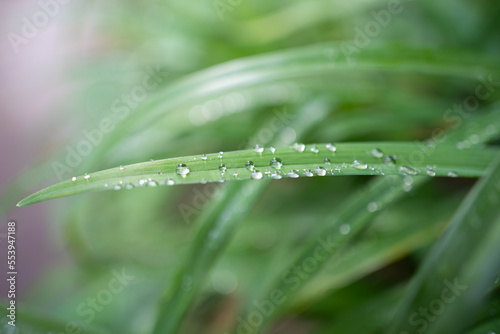 close up of dew drops on grass in the morning