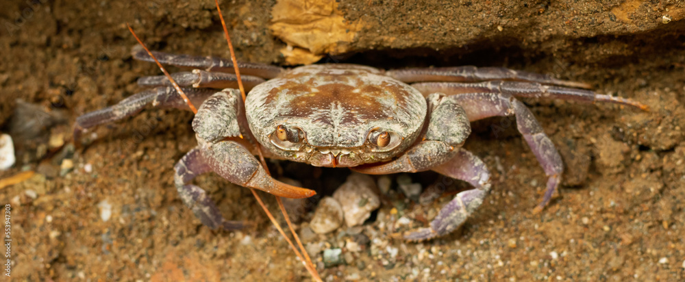 A land crab emerges from a burrow in Goynuk Canyon, Turkey