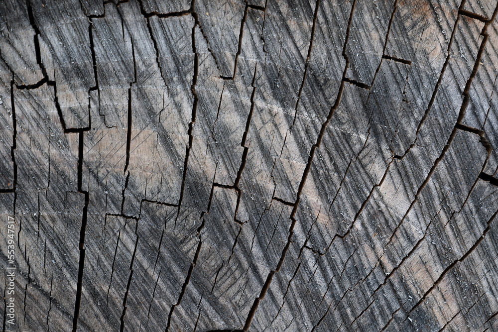 Fototapeta premium close up of wood texture with natural fibers, board material for construction