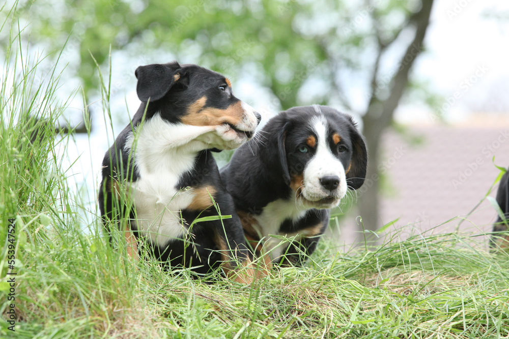 Puppies of Greater Swiss Mountain Dog playing Puppies of Greater Swiss Mountain Dog playing