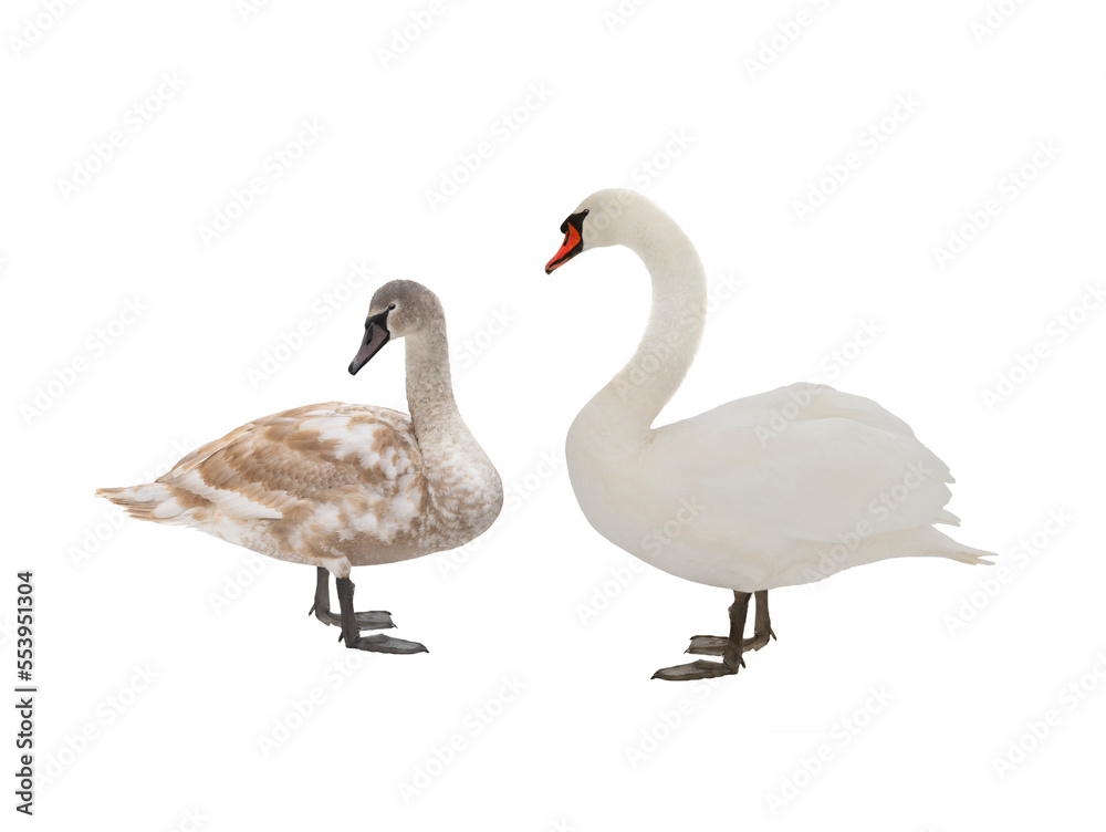 Obraz premium two swan isolated on white background
