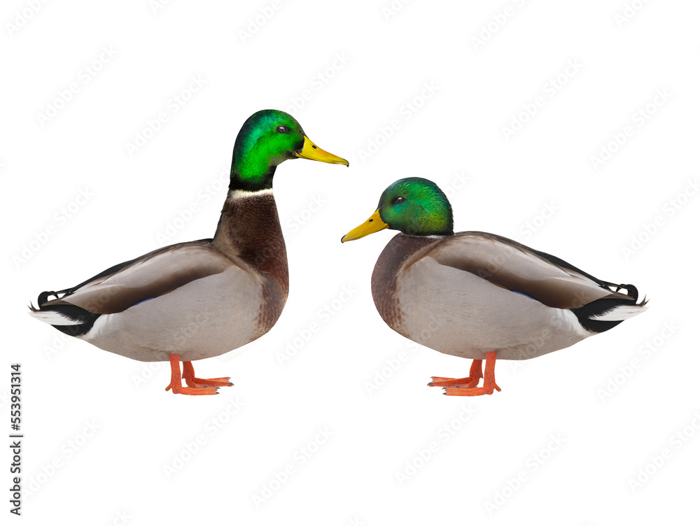 two Mallard (anas platyrhynchos) isolated on white background two Mallard (anas platyrhynchos) isolated on white background
