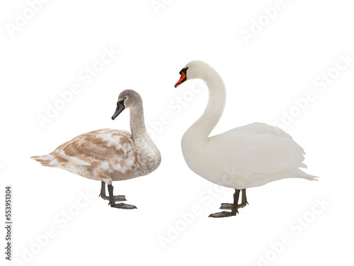 two swan isolated on white background