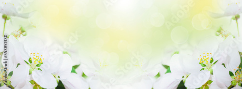  Springtime. White cherry tree blooming flowers. White background. Spring flowers background, greeting card, banner.