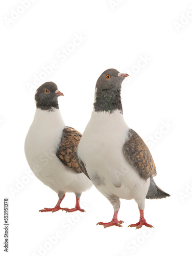 two german modena pigeons isolated on white background