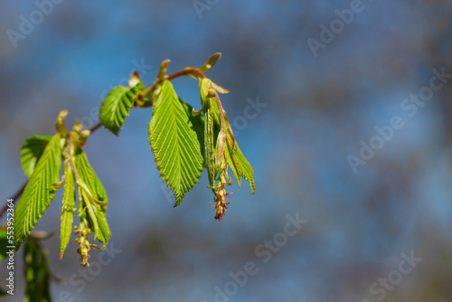 New leaves on the branches of a tree.