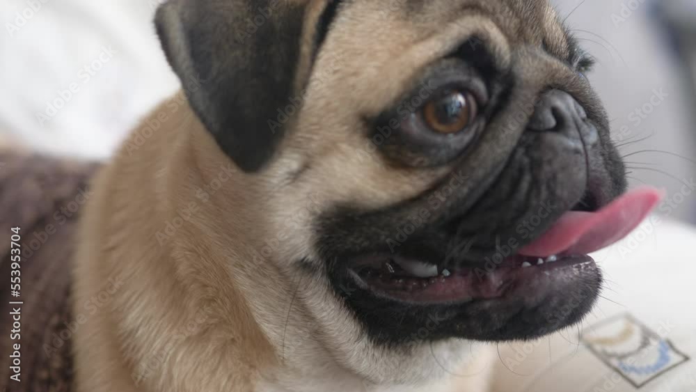 close-up of the muzzle of a small pug looking to the side. selective focus. beige thoroughbred pug with sharpening tongue being inside. pets concept close-up of the muzzle of a small pug looking to the side. selective focus. beige thoroughbred pug with sharpening tongue being inside. pets concept
