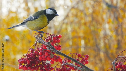 The tit sits on a birch branch in the autumn forest.