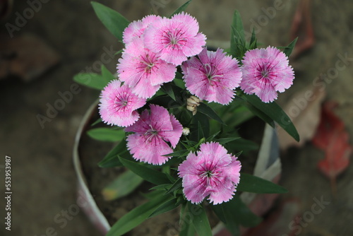 Dianthus gratianopolitanus or cheddar pink many pink flowers photo