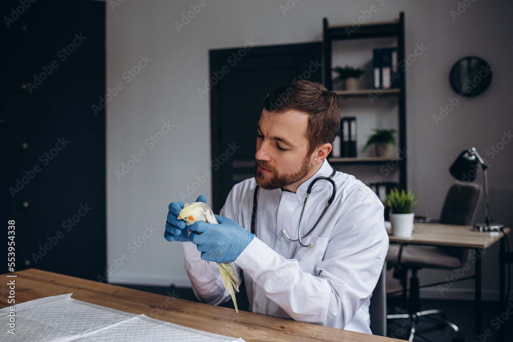 a veterinarian examining a parrot in a clinic