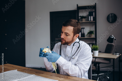 Veterinarian examining sick parrot with stethoscope at vet clinic