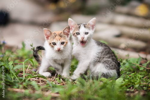 Close-up detail portrait of beautiful kitty cats in natural environment. Summer background