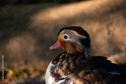 Young mandarin duck in the ground