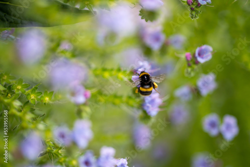 bumblebee on a flower in a garden. bee in a native bushland © William
