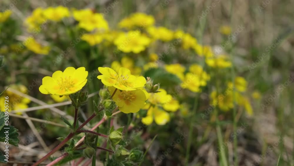 Yellow spring flowers are swaying in the wind. Yellow spring flowers are swaying in the wind.