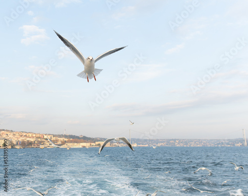 Seagulls following the ships in Bosphorus. Istanbul .Turkey.