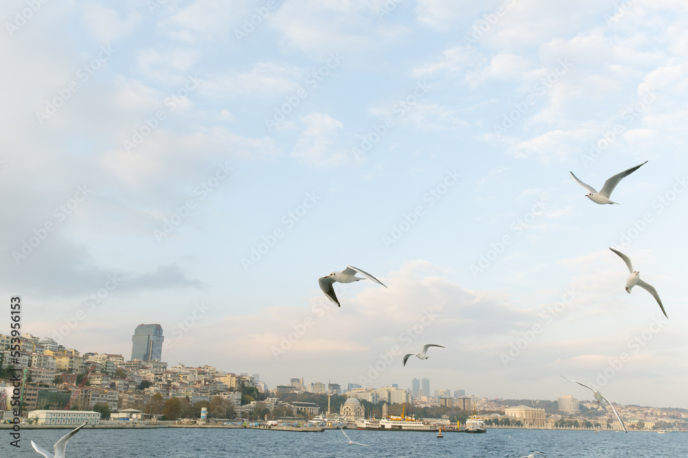 Seagulls following the ships in Bosphorus. Istanbul .Turkey.
