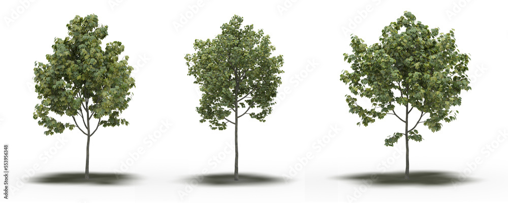 Fototapeta premium large tree with a shadow under it, isolated on white background, 3D illustration, cg render