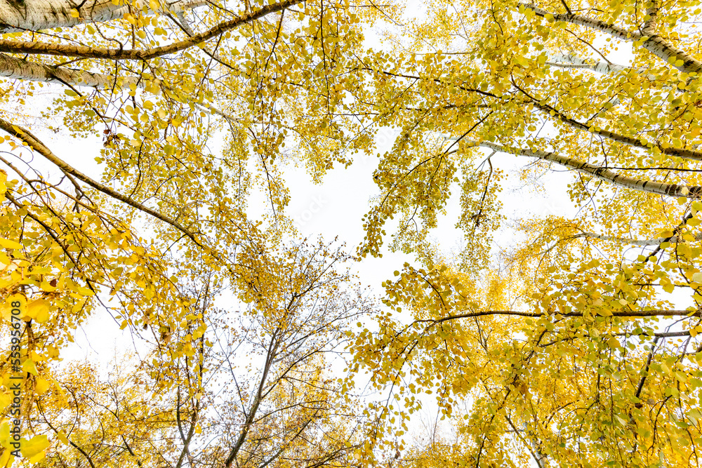 Álamo temblones (Populus tremuloides) en otoño Álamo temblones (Populus tremuloides) en otoño